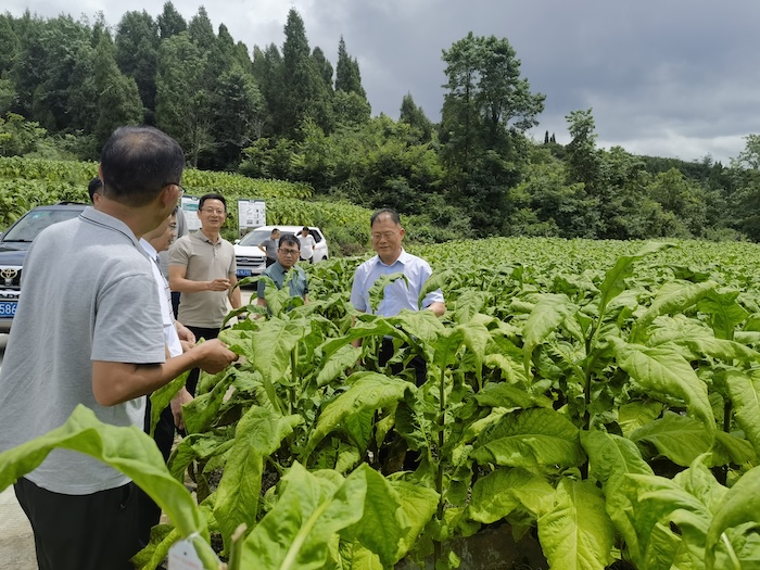 烟叶采收工程验证 (3)_副本.jpg