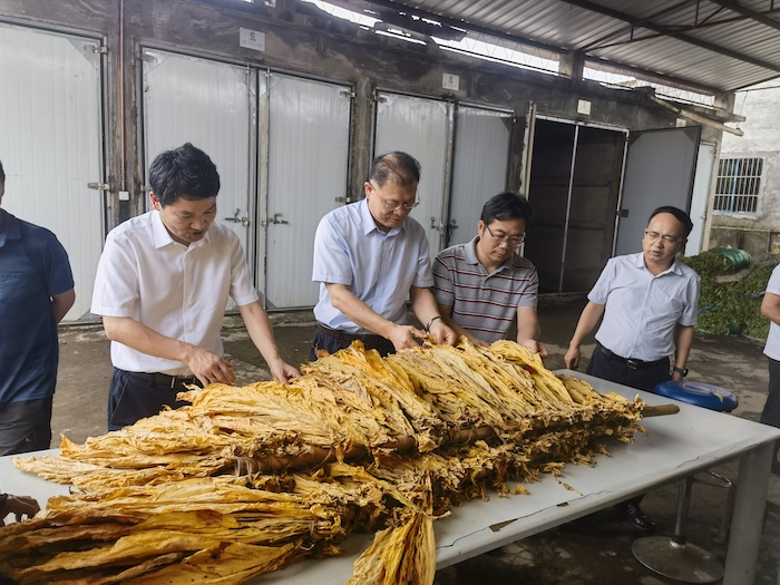 烟叶采收工程验证 (4)_副本.jpg