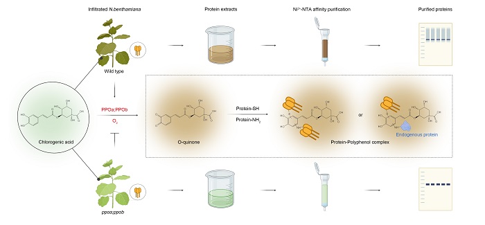 “清洁型”烟草植物底盘的高效纯化机制 - 副本.jpg
